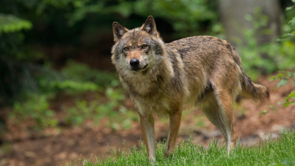 Lupo in Vallese: 75 esemplari identificati nel 2025, abbattuti 24 animali 